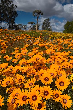 scenery with daisies - Daisy, (Asteraceae), parc national de West Coast, Langebaan, Afrique du Sud Photographie de stock - Rights-Managed, Code: 841-02718246