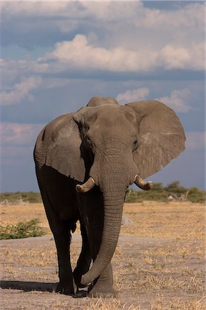 simsearch:841-03506033,k - African elephant, Loxodonta africana, Savuti, Chobe National Park, Botswana, Africa Foto de stock - Con derechos protegidos, Código: 841-02718270