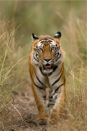 stalking - Bengal tiger, (Panthera tigris tigris), Bandhavgarh, Madhya Pradesh, India Foto de stock - Con derechos protegidos, Código: 841-02718290