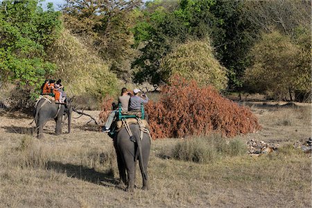 scenic madhya pradesh - Elephant ride and Indian tiger, Bandhavgarh Tiger Reserve, Madhya Pradesh state, India, Asia Stock Photo - Rights-Managed, Code: 841-02718339