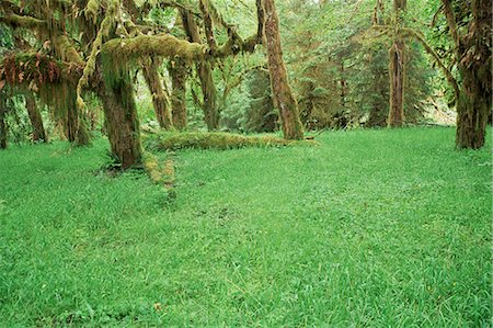 Grass and maple trees in temperate rain forest, Queets River, Olympic National Park, UNESCO World Heritage Site, Washington State, United States of America (U.S.A.), North America Stock Photo - Rights-Managed, Code: 841-02718521