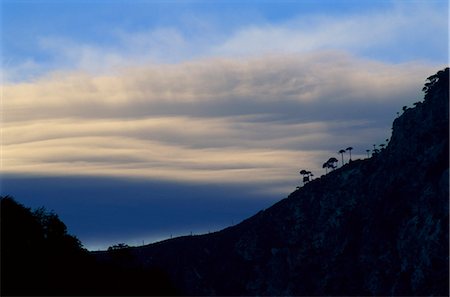 simsearch:841-02718948,k - Arbres de puzzle de singe silhouettés sur nuages à coucher du soleil, Parc National de Conguillio, au Chili, en Amérique du Sud Photographie de stock - Rights-Managed, Code: 841-02718546