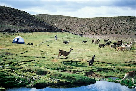 simsearch:841-06449707,k - Llamas passing tent and backpacker, Parque Nacional Volcan Isluga (Volcan Isluga National Park), Chile, South America Foto de stock - Direito Controlado, Número: 841-02718583