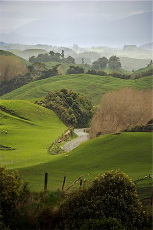 Rangiwahia Road, winding through sheep pasture in rural Manawatu, North Island, New Zealand, Pacific Stock Photo - Rights-Managed, Code: 841-02718703