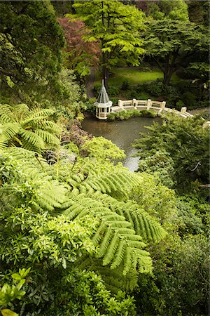 simsearch:841-02718914,k - Des arbres fougères et Duck Pond, jardin botanique de Wellington, Wellington, North Island, Nouvelle-Zélande, Pacifique Photographie de stock - Rights-Managed, Code: 841-02718716