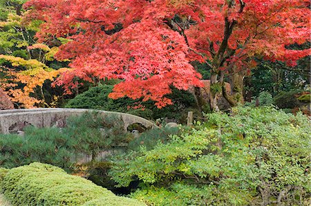 Shojo-fr, jardin Zen, Nikko, Honshu Central (Chubu), Japon, Asie Photographie de stock - Rights-Managed, Code: 841-02718786
