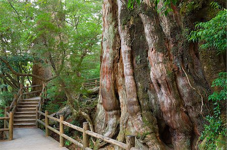 Kigensugi Giant Sugi Cedar tree, estimated to be 3000 years old, Yaku-shima (Yaku Island), Kyushu, Japan, Asia Foto de stock - Direito Controlado, Número: 841-02718800