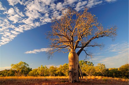 pictures beautiful places australia - Boab tree, Kimberley, Western Australia, Australia, Pacific Stock Photo - Rights-Managed, Code: 841-02718944