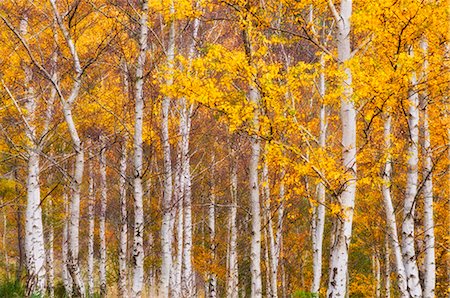 Silver birches, Dandenong Ranges, Victoria, Australia, Pacific Foto de stock - Direito Controlado, Número: 841-02718961