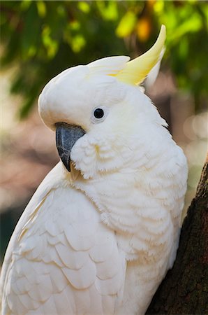 Sulphur-crested cockatoo, Dandenong Ranges, Victoria, Australia, Pacific Stock Photo - Rights-Managed, Code: 841-02718976