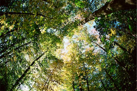simsearch:841-02718241,k - Sugar maple trees in autumn, shot with fisheye lens, Bavaria, Germany, Europe Foto de stock - Con derechos protegidos, Código: 841-02719004
