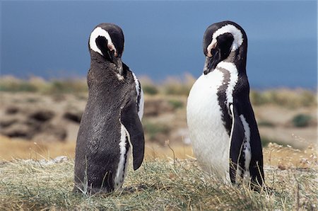 Magellan penguins, Patagonia, Chile, South America Foto de stock - Con derechos protegidos, Código: 841-02719034