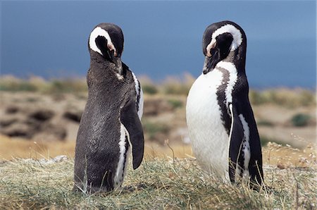 Magellan pingouins, Patagonie, au Chili, en Amérique du Sud Photographie de stock - Rights-Managed, Code: 841-02719034