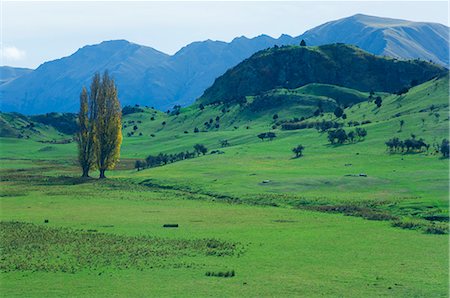 Pasture, Wanaka, Central Otago, South Island, New Zealand, Pacific Foto de stock - Con derechos protegidos, Código: 841-02719176
