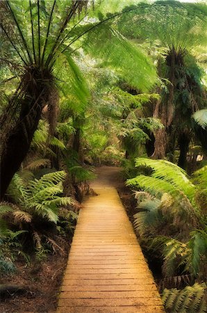 simsearch:841-07457659,k - Boardwalk through rainforest, Maits Rest, Great Otway National Park, Victoria, Australia, Pacific Foto de stock - Con derechos protegidos, Código: 841-02719462