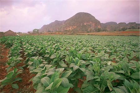 Plantation de tabac, Cuba, Antilles, l'Amérique centrale Photographie de stock - Rights-Managed, Code: 841-02719546