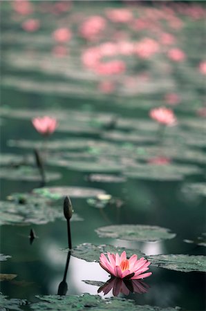 Lotusblüte, Luang Prabang, Laos, Indochina, Südostasien, Asien Stockbilder - Lizenzpflichtiges, Bildnummer: 841-02719618