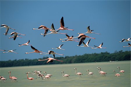 parc naturel national - Flamants roses, Celestun National Wildlife Refuge, Yucatan, au Mexique, en Amérique du Nord Photographie de stock - Rights-Managed, Code: 841-02719631