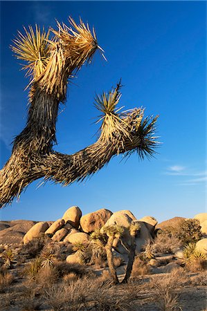 Landscape, Joshua Tree National Park, California, United States of America, North America Foto de stock - Con derechos protegidos, Código: 841-02719654