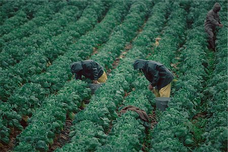 Harvesting Brussels sprouts, California, United States of America, North America Stock Photo - Rights-Managed, Code: 841-02719667