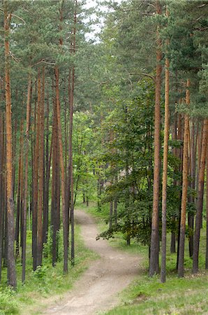 simsearch:841-03062131,k - Chemin à travers la forêt de pins, près de Riga, en Lettonie, pays baltes, Europe Photographie de stock - Rights-Managed, Code: 841-02719729