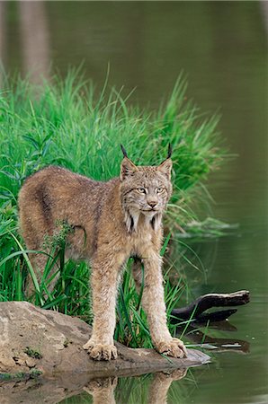 Lynx (Lynx canadensis), in captivity, Sandstone, Minnesota, United States of America, North America Foto de stock - Con derechos protegidos, Código: 841-02719842