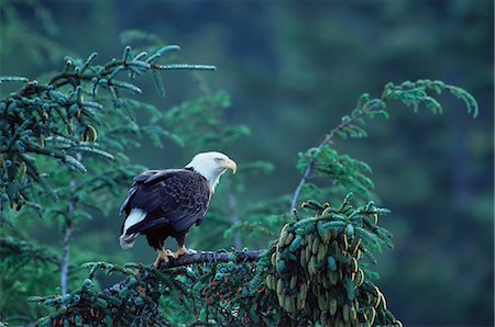 Aigle à tête blanche (Haliaeetus leucocephalus), Cordova, Alaska, États-Unis d'Amérique, Amérique du Nord Photographie de stock - Rights-Managed, Code: 841-02719895