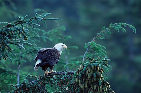 Bald eagle (Haliaeetus leucocephalus), Cordova, Alaska, United States of America, North America Stock Photo - Rights-Managed, Code: 841-02719895