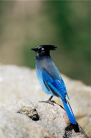 rocky mountain national park - Steller's jay (Cyanocitta stelleri), Rocky Mountain National Park, Colorado, United States of America, North America Fotografie stock - Rights-Managed, Codice: 841-02719916