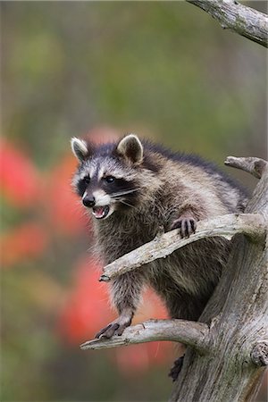 procyon lotor - Raccoon (racoon) (Procyon lotor) in a tree with an open mouth, in captivity, Minnesota Wildlife Connection, Minnesota, United States of America, North America Foto de stock - Con derechos protegidos, Código: 841-02719927