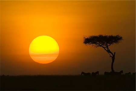 Coucher du soleil avec un acacia sur l'horizon, Masai Mara Game Reserve, Kenya, Afrique de l'est, Afrique Photographie de stock - Rights-Managed, Code: 841-02719957