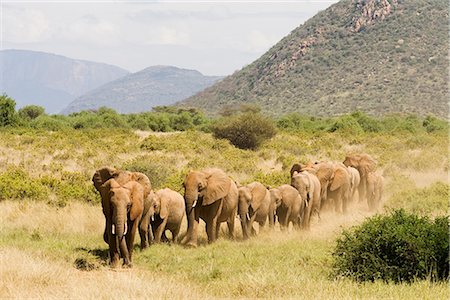 samburu national park - Line of African elephants (Loxodonta africana), Samburu National Reserve, Kenya, East Africa, Africa Stock Photo - Rights-Managed, Code: 841-02719950