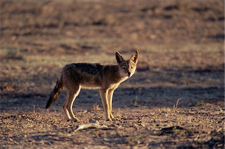 Black-backed jackal (Canis mesomelas), Kgalagadi Transfrontier Park, South Africa, Africa Foto de stock - Con derechos protegidos, Código: 841-02719967