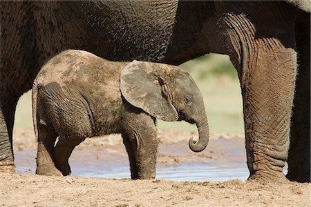 Baby African elephant (Loxodonta africana) standing by its mother, Addo Elephant National Park, South Africa, Africa Stock Photo - Rights-Managed, Code: 841-02719962