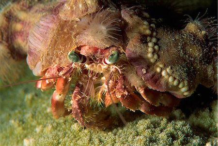 A decorator crab camouflages himself by attaching living sponges and anemones, Sabah, Borneo, Malaysia, Southeast Asia, Asia Foto de stock - Con derechos protegidos, Código: 841-02710004