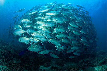 Tightly balled school of jack fish, South Point, Sipadan Island, Sabah, Malaysia, Borneo, Southeast Asia, Asia Foto de stock - Con derechos protegidos, Código: 841-02710005