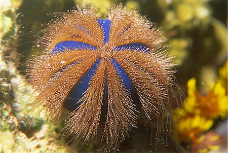 equinoideos - Sea urchin, Sabah, Malaysia, Borneo, Southeast Asia, Asia Foto de stock - Con derechos protegidos, Código: 841-02710001