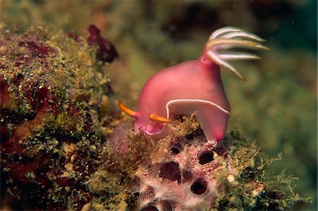 Nudibranch (Chromodoris Bullocki) feeding on algae, Sabah, Malaysia, Borneo, Southeast Asia, Asia Foto de stock - Con derechos protegidos, Código: 841-02710002