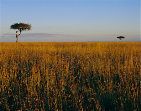 simsearch:841-02720780,k - Masai Mara National Reserve, Kenya, Afrique de l'est, Afrique Photographie de stock - Rights-Managed, Code: 841-02710198