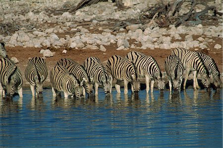 Zebra at a waterhole, Namibia, Africa Stock Photo - Rights-Managed, Code: 841-02710204