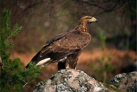 simsearch:841-03060935,k - Portrait of a golden eagle, Highlands, Scotland, United Kingdom, Europe Foto de stock - Con derechos protegidos, Código: 841-02710522