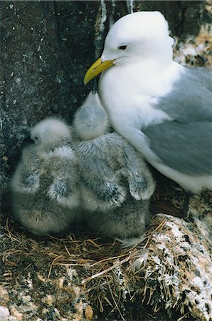 farne islands - Kittiwake with young on nest, Farne Islands, Northumberland, England, United Kingdom, Europe Stock Photo - Rights-Managed, Code: 841-02710537