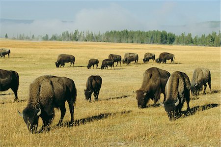 Bison grazing in Yellowstone National Park, Wyoming, United States of America Stock Photo - Rights-Managed, Code: 841-02710550