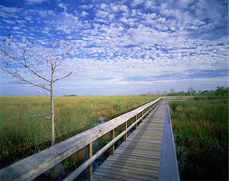 everglades national park - Viewing walkway, Everglades National Park, Florida, United States of America, North America Stock Photo - Rights-Managed, Code: 841-02710703