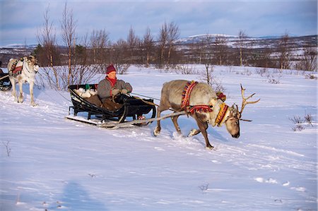 reindeer snow - Southern Lapp with reindeer sledge, Roros, Norway, Scandinavia, Europe Stock Photo - Rights-Managed, Code: 841-02710924