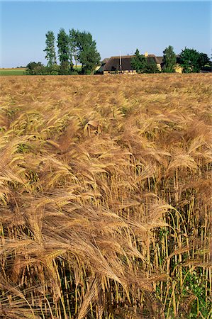 Crop of ripe cereals and thatched buildings behind, Hule Farm Village Museum, Funen, Denmark, Scandinavia, Europe Stock Photo - Rights-Managed, Code: 841-02710978