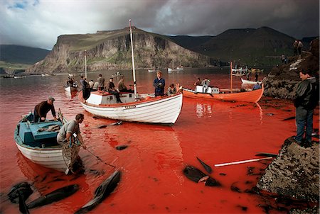 faroe islands - Whaling, Faroe Islands (Faeroes), North Atlantic Stock Photo - Rights-Managed, Code: 841-02711062
