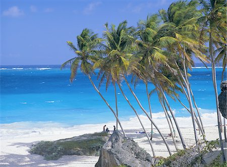 Palm trees and beach, Bottom Bay, Barbados, Caribbean, West Indies, Central America Stock Photo - Rights-Managed, Code: 841-02711152