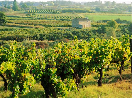 simsearch:841-02706584,k - Vineyards, Provence, France, Europe Foto de stock - Con derechos protegidos, Código: 841-02711183