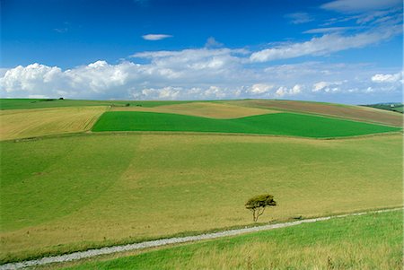 south downs england - South Downs, East Sussex, England, United Kingdom, Europe Foto de stock - Con derechos protegidos, Código: 841-02711392